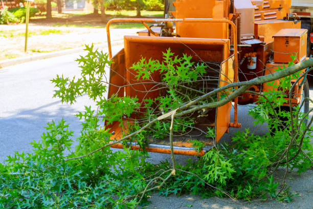 Best Dead Tree Removal  in North Kensington, MD